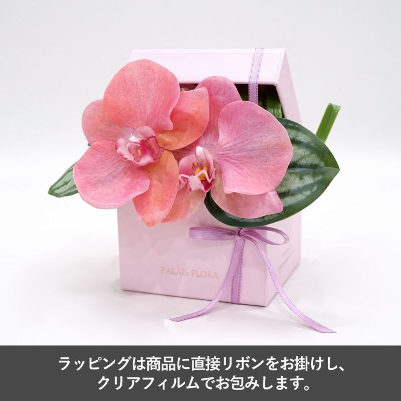 胡蝶蘭 ギフトBOX[02]