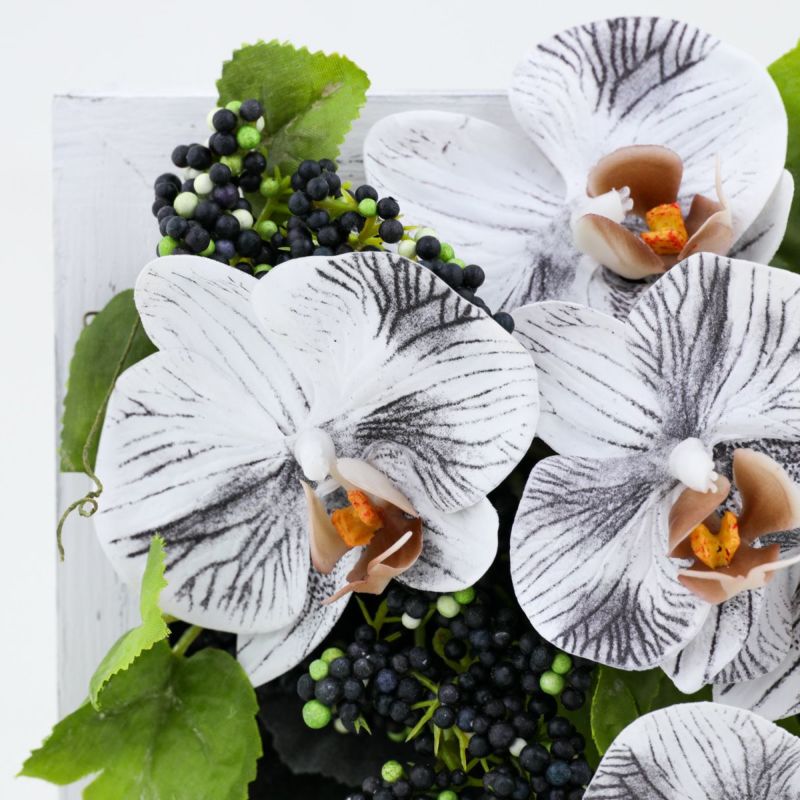 胡蝶蘭 ミニフレーム [WEB546]