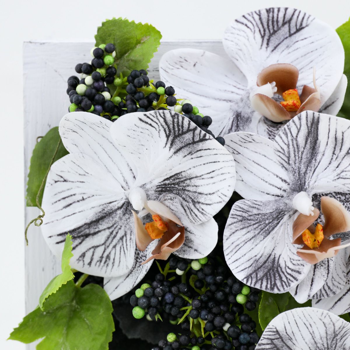 胡蝶蘭 ミニフレーム [WEB546]