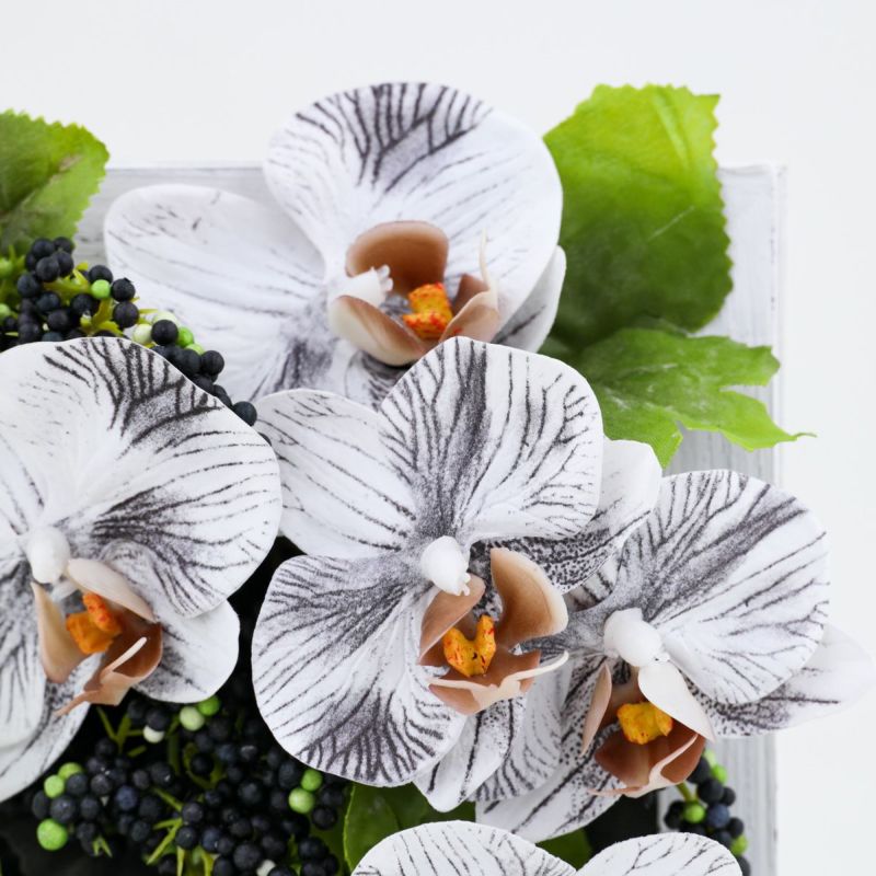 胡蝶蘭 ミニフレーム [WEB546]