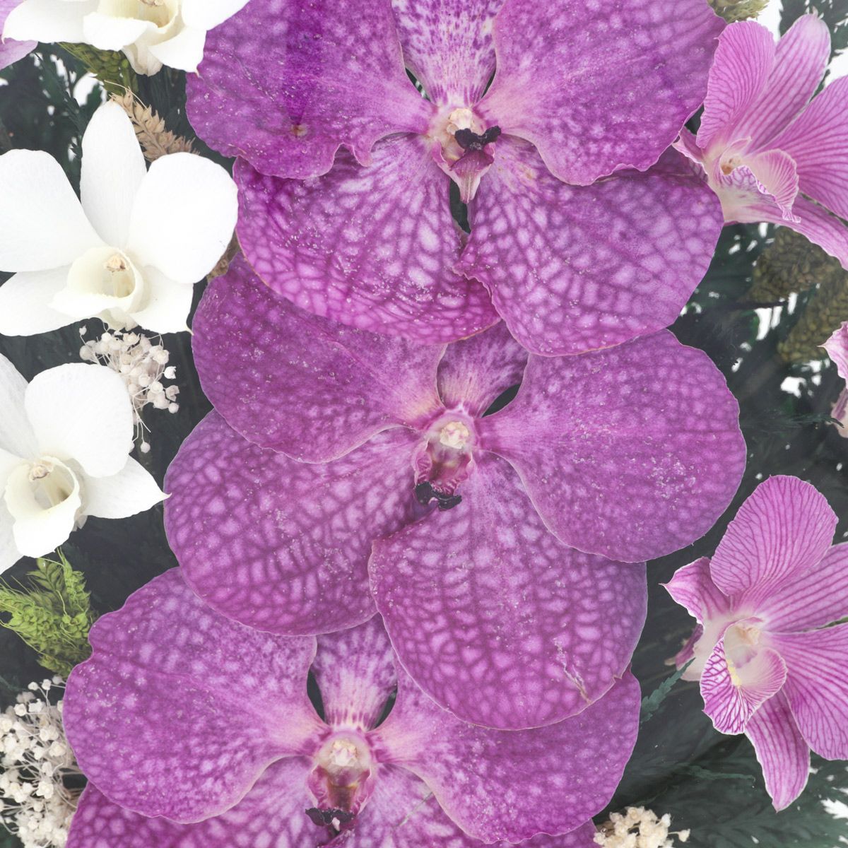 パンダオーキッド ミエル[161]