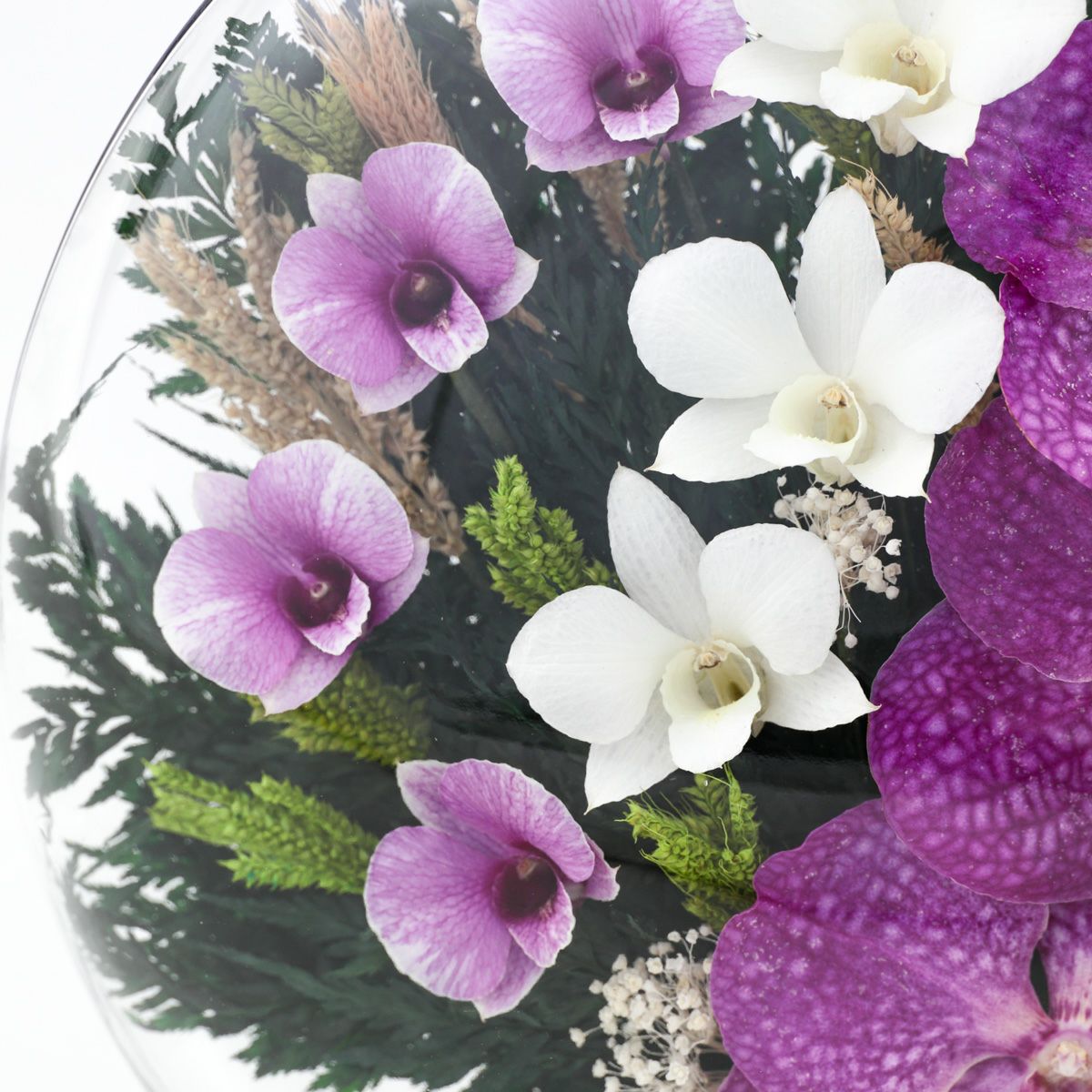 パンダオーキッド ミエル[161]