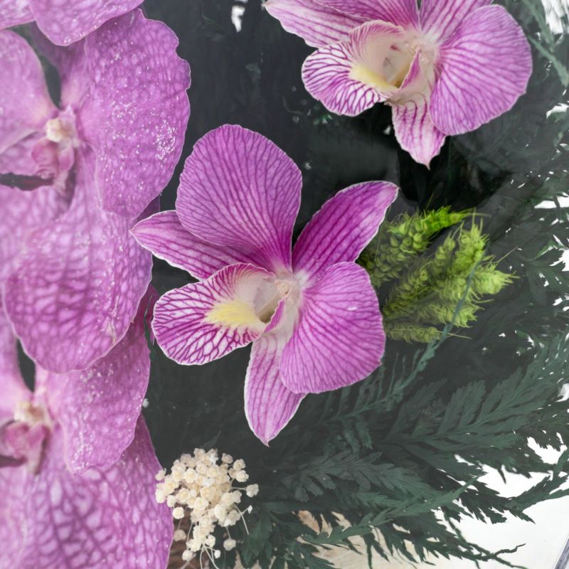 パンダオーキッド ミエル[161]