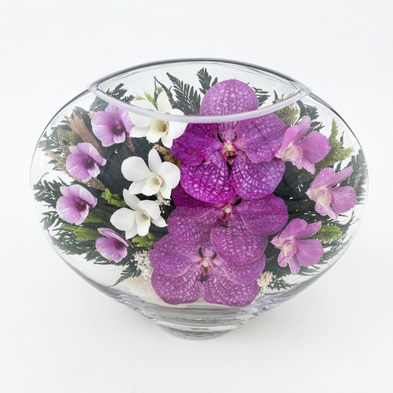 パンダオーキッド ミエル[161]