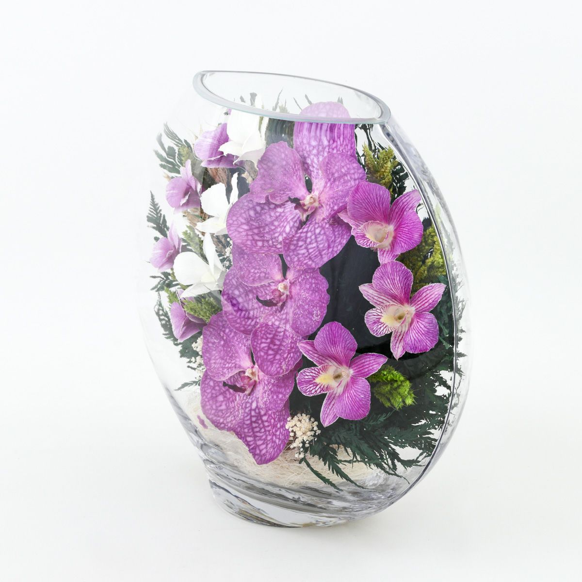 パンダオーキッド ミエル[161]