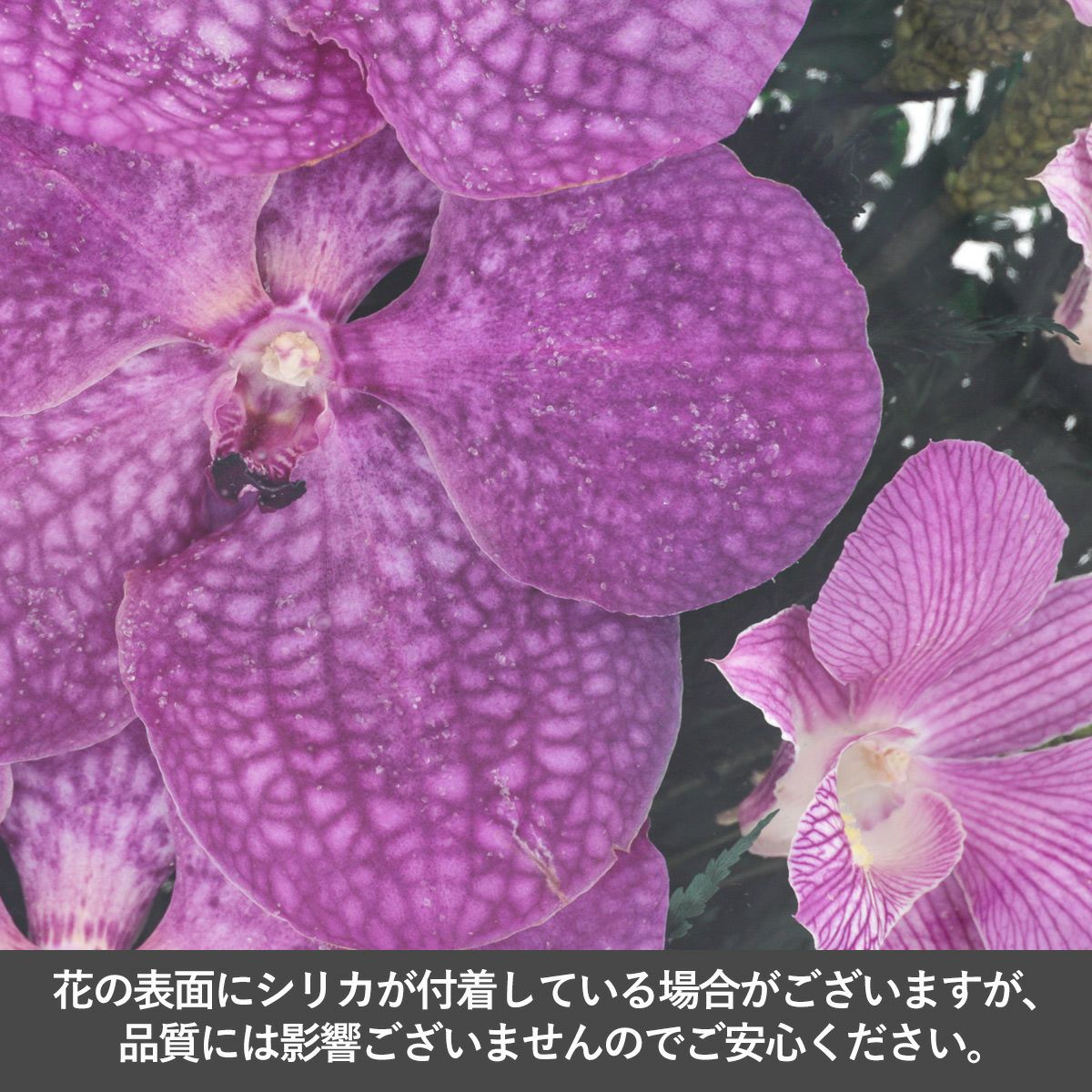 パンダオーキッド ミエル[161]