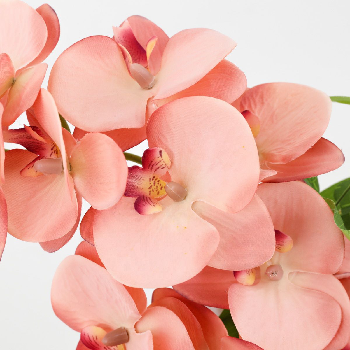 胡蝶蘭 アレンジメント [08]