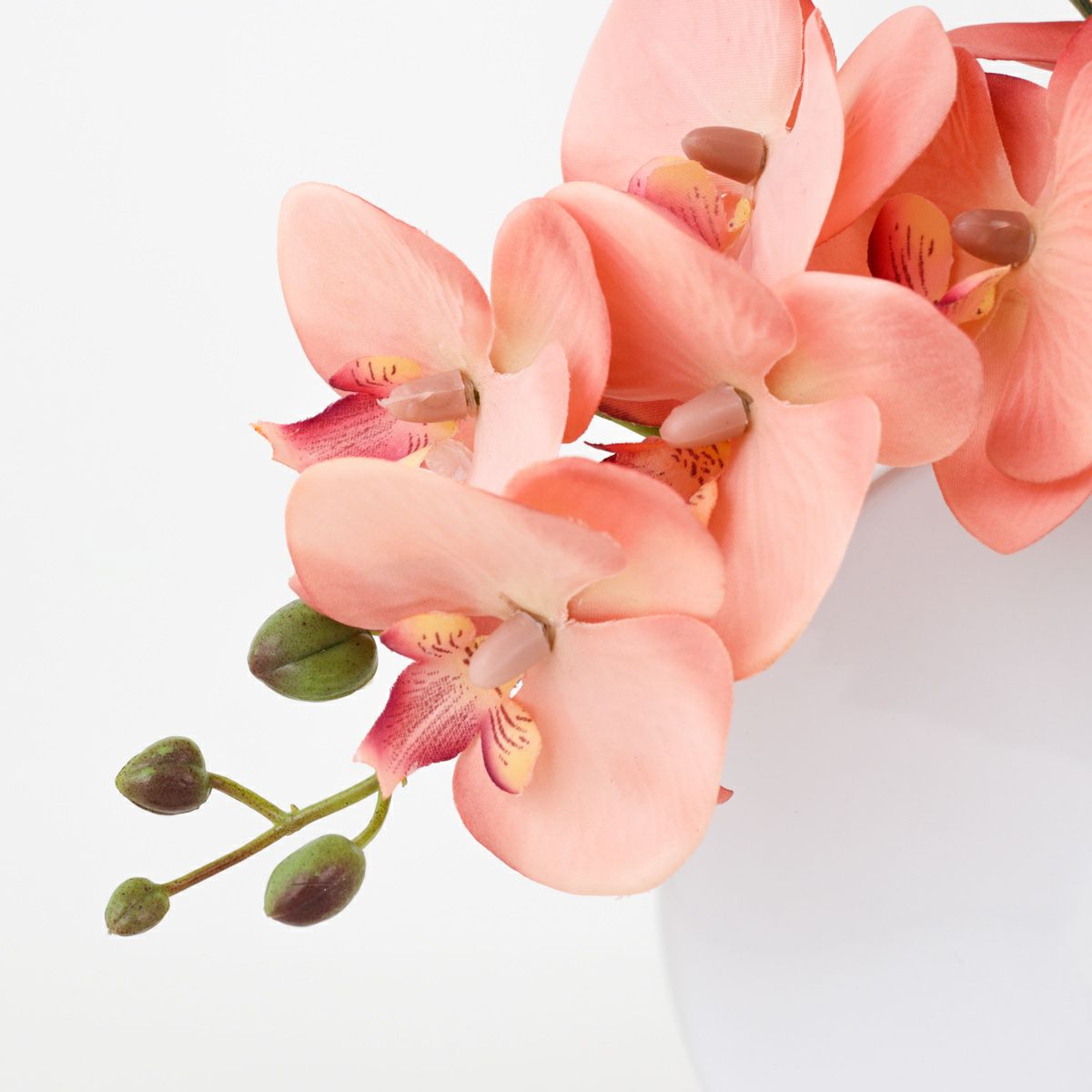 胡蝶蘭 アレンジメント [08]