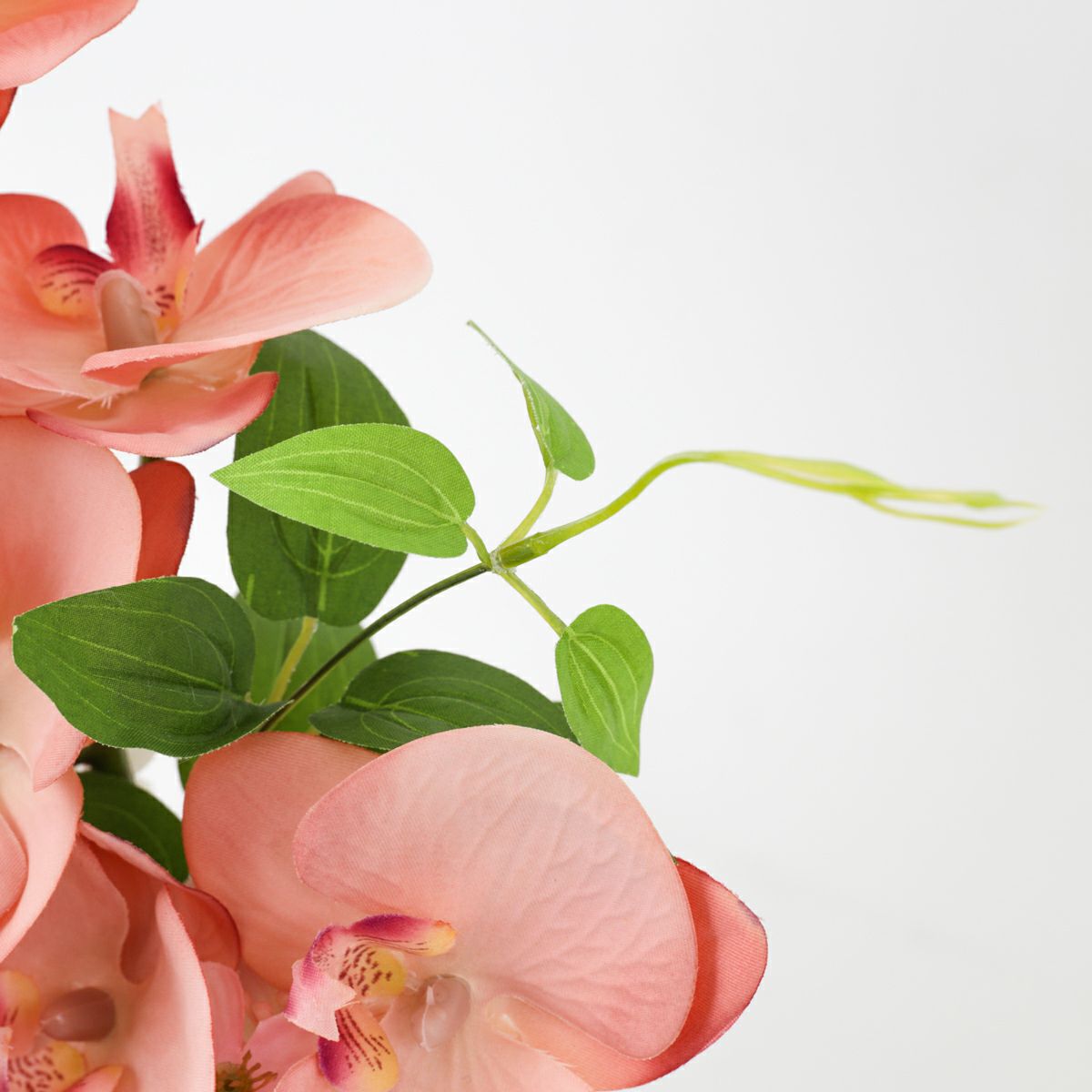 胡蝶蘭 アレンジメント [08]