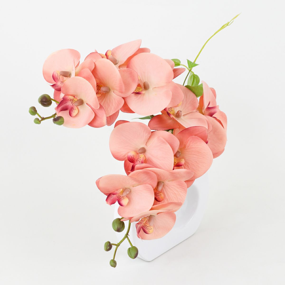 胡蝶蘭 アレンジメント [08]