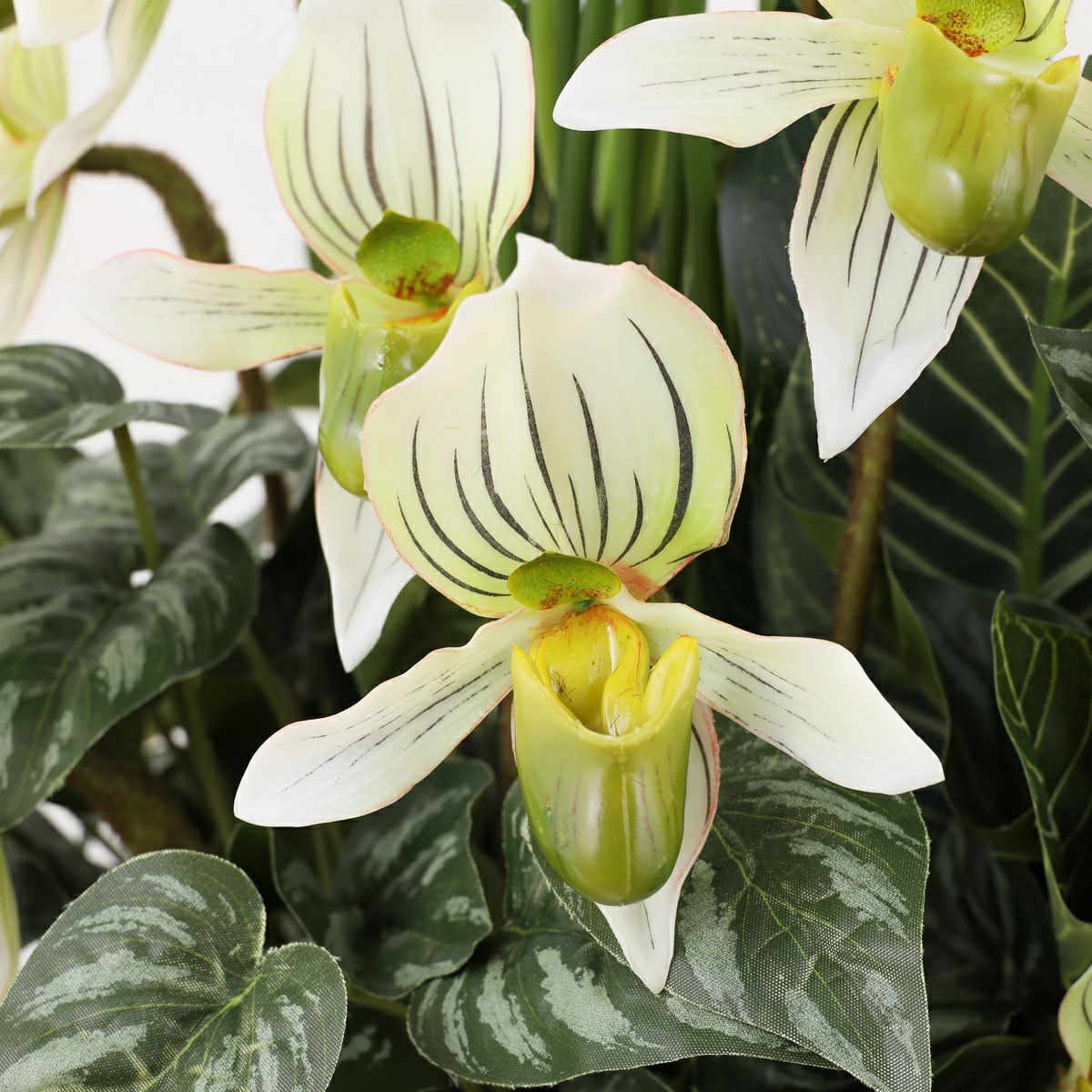 寄せ植え カラテア フェイクグリーン [P-21]