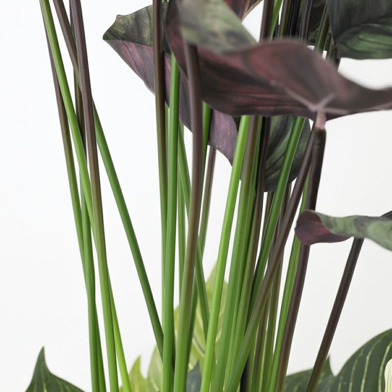 寄せ植え カラテア フェイクグリーン [P-21]