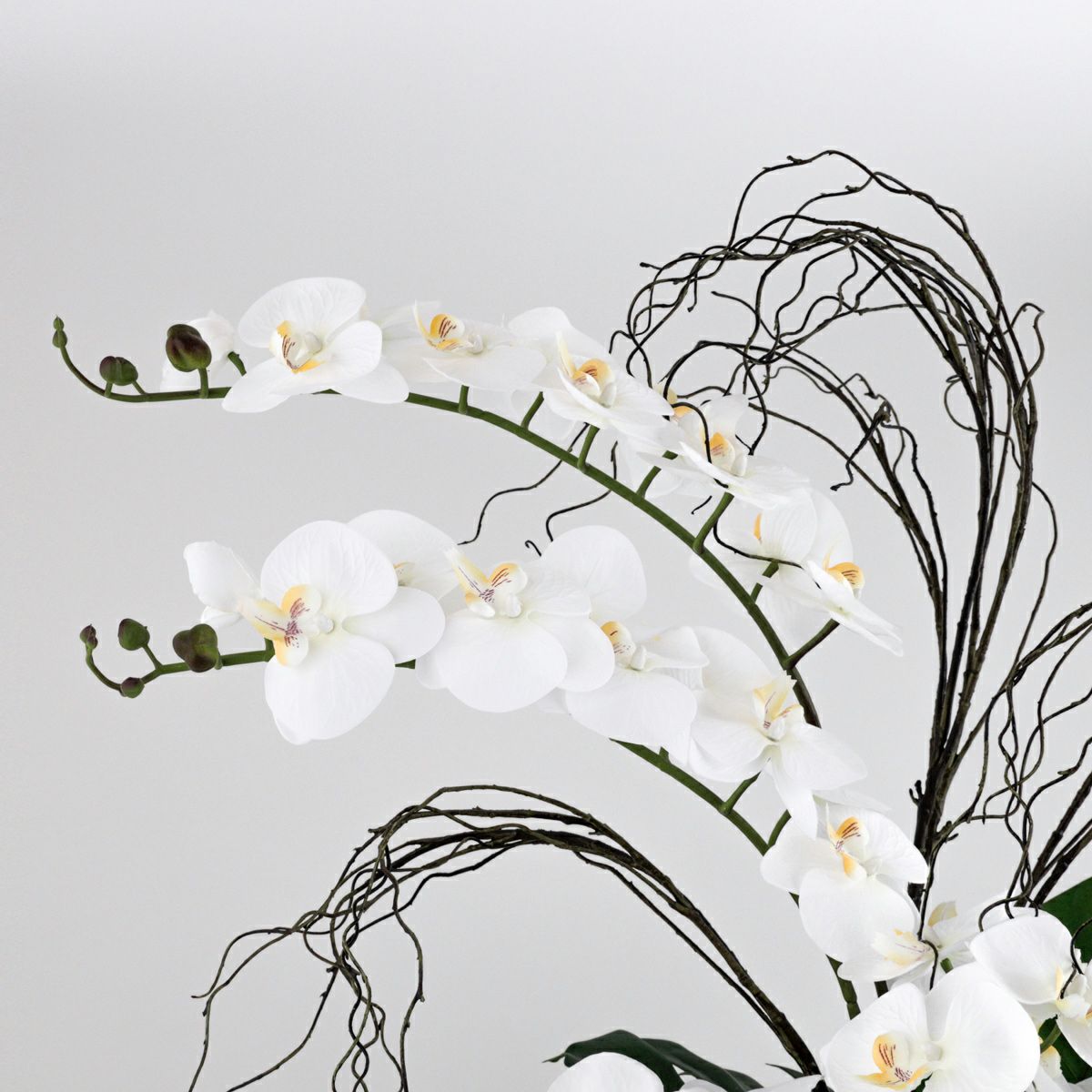 ファレノプシス アレンジメント [79E]