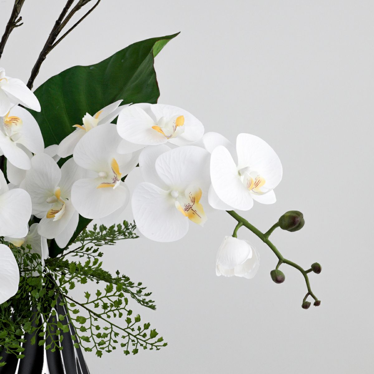 ファレノプシス アレンジメント [79E]