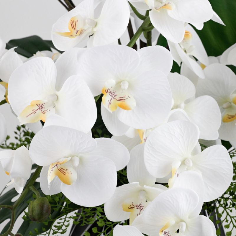 ファレノプシス アレンジメント [79E]