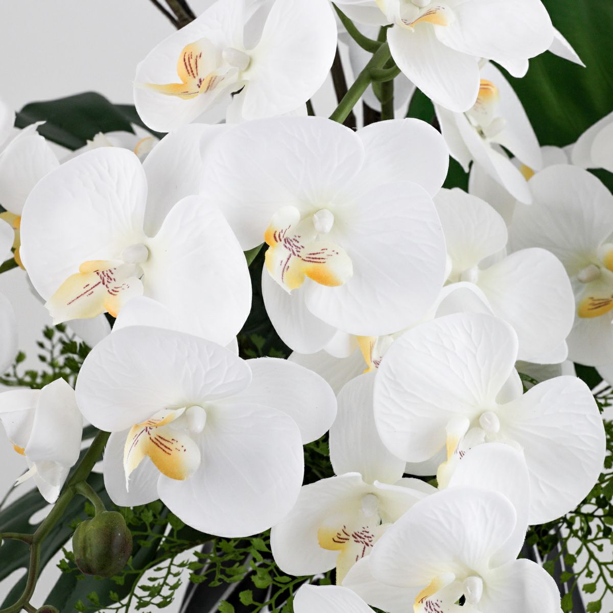 ファレノプシス アレンジメント [79E]