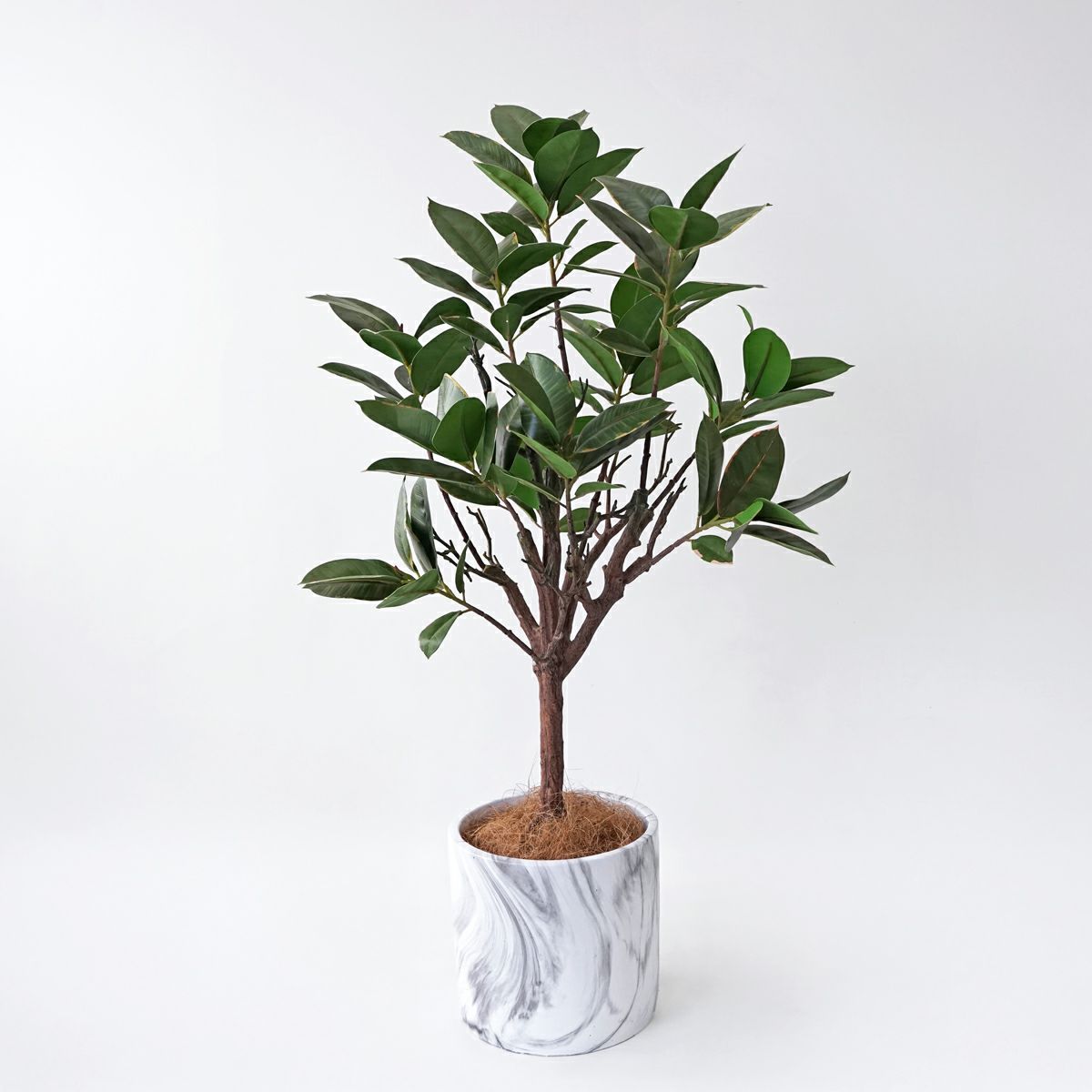 ラバーツリー フェイクグリーン [116]