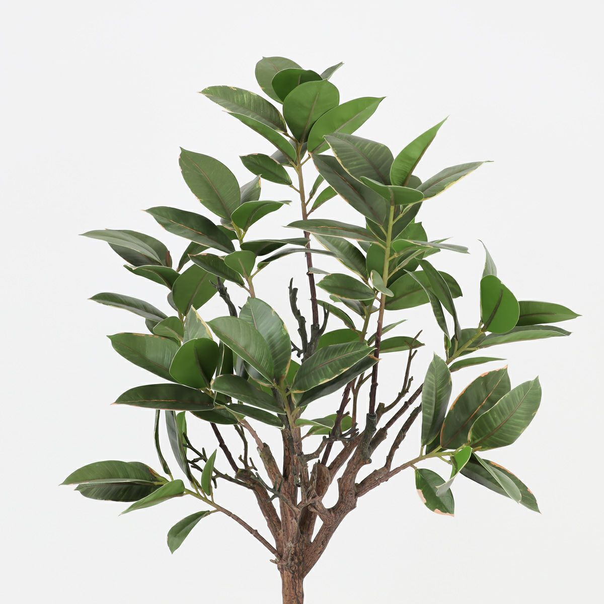 ラバーツリー フェイクグリーン [116]