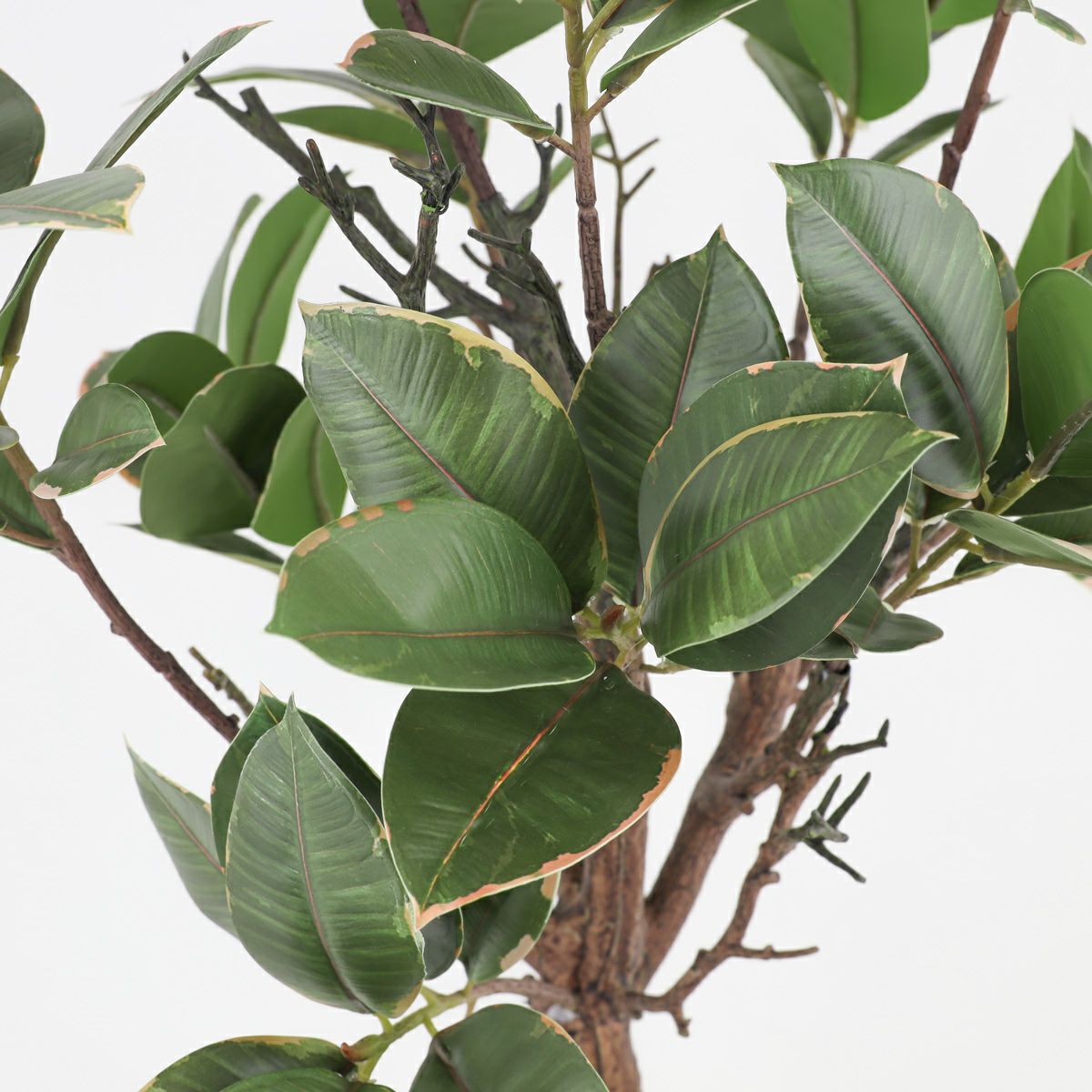 ラバーツリー フェイクグリーン [116]