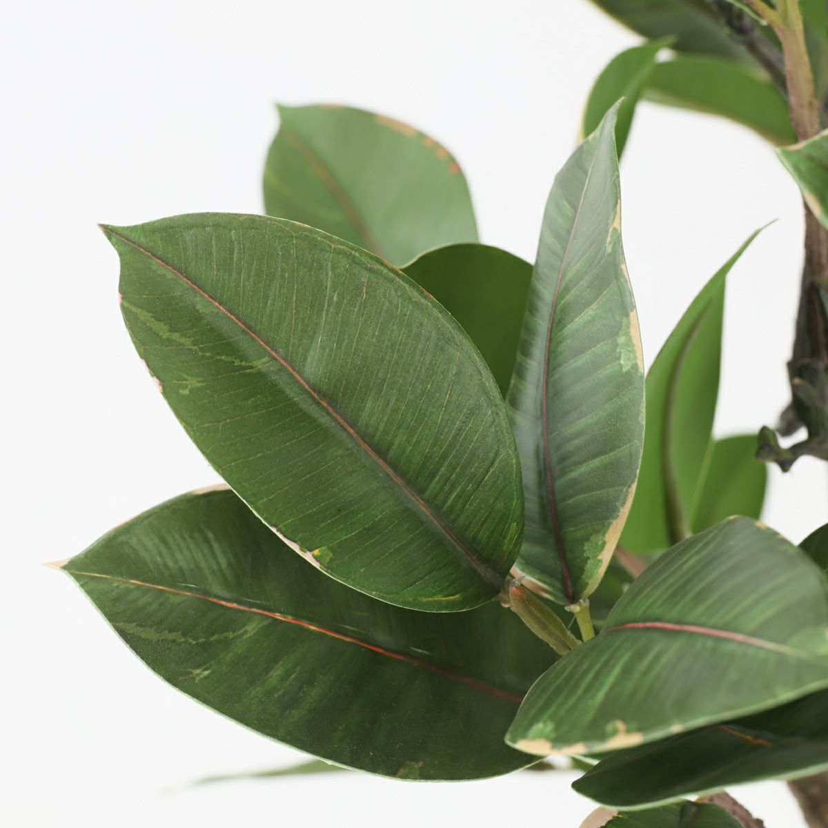 ラバーツリー フェイクグリーン [116]