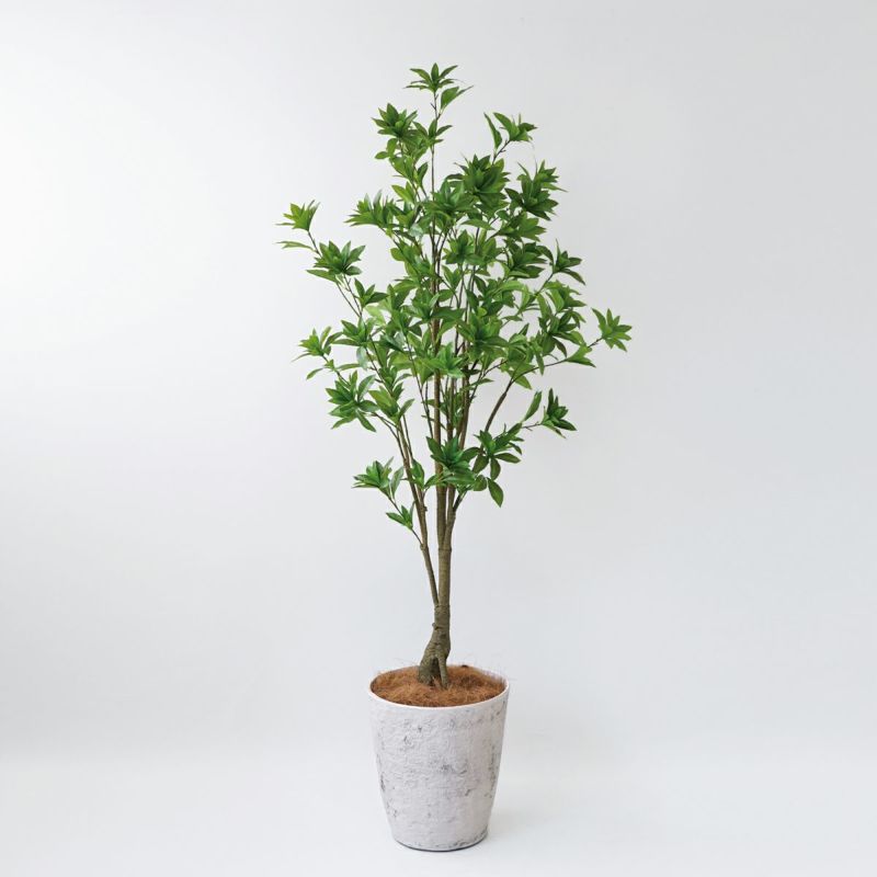 アセビ フェイクグリーン [118]