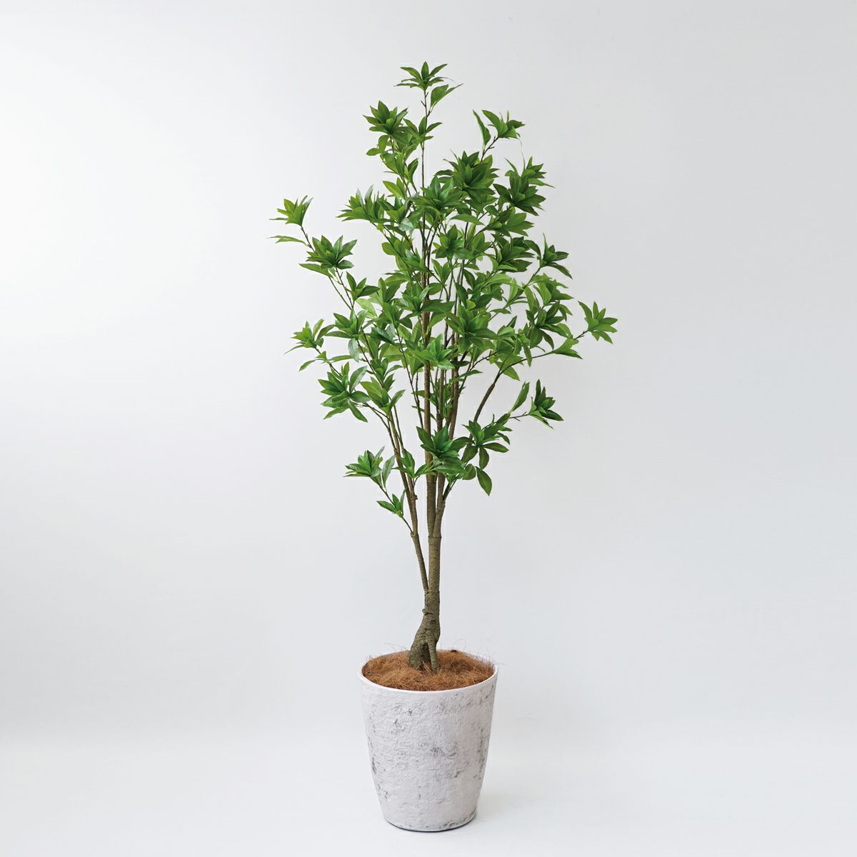 アセビ フェイクグリーン [118]