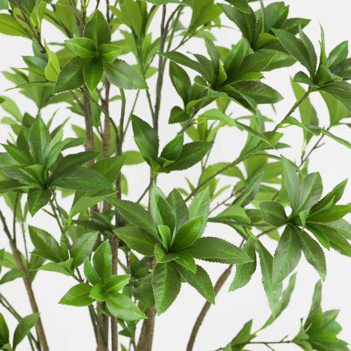 アセビ フェイクグリーン [118]