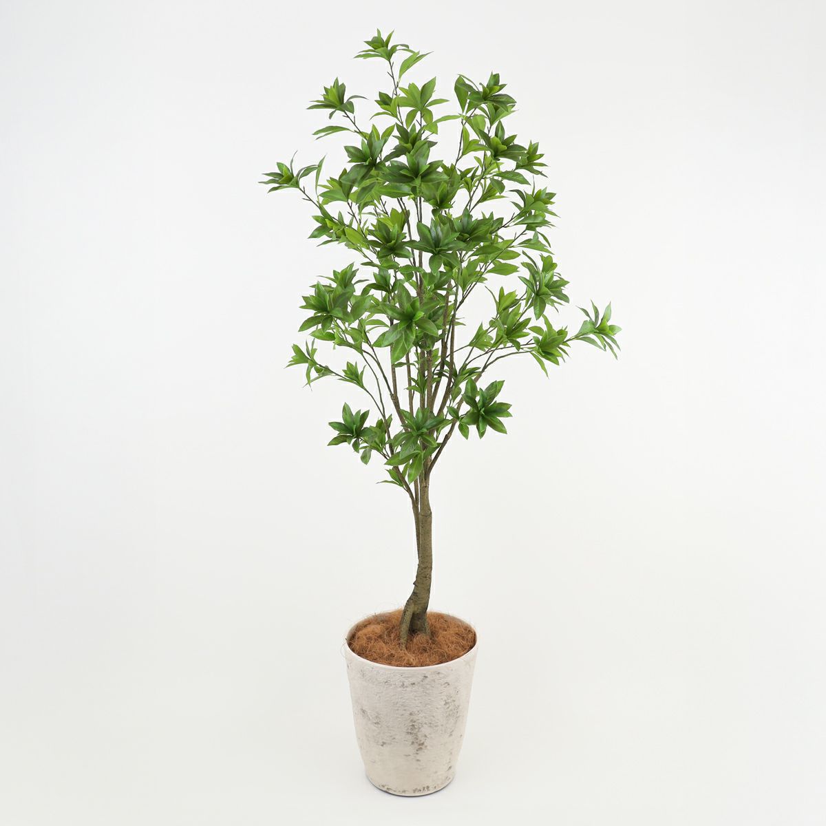 アセビ フェイクグリーン [118]