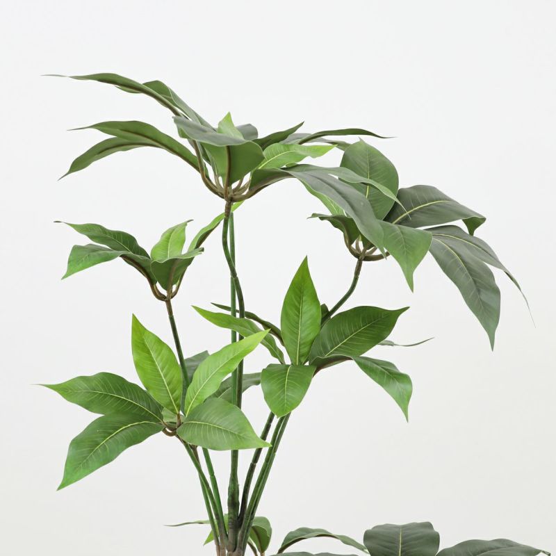 寄せ植え ツピタンサス フェイクグリーン [P-22]