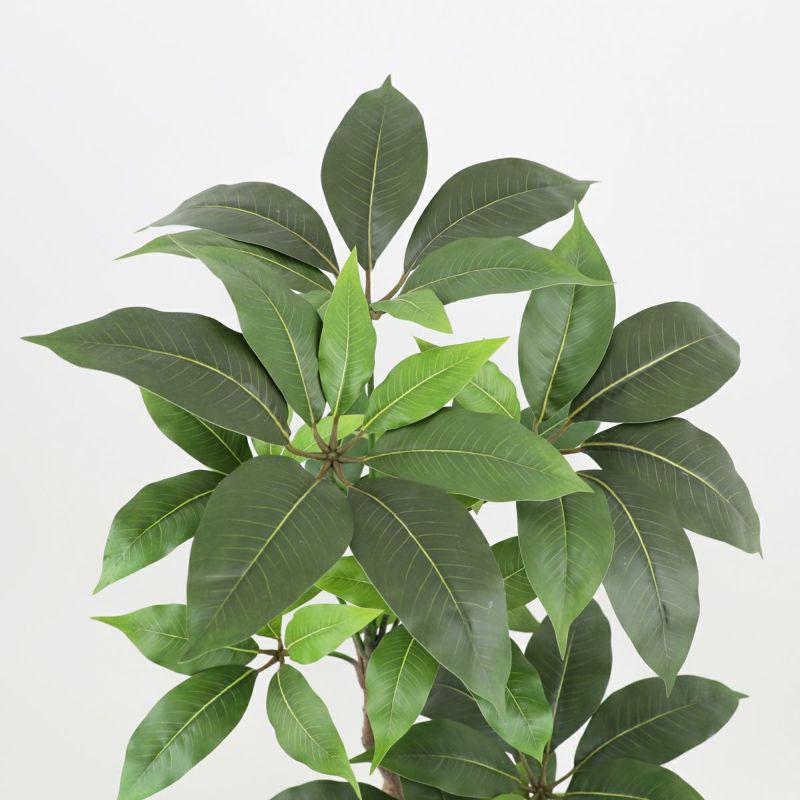 寄せ植え ツピタンサス フェイクグリーン [P-22]