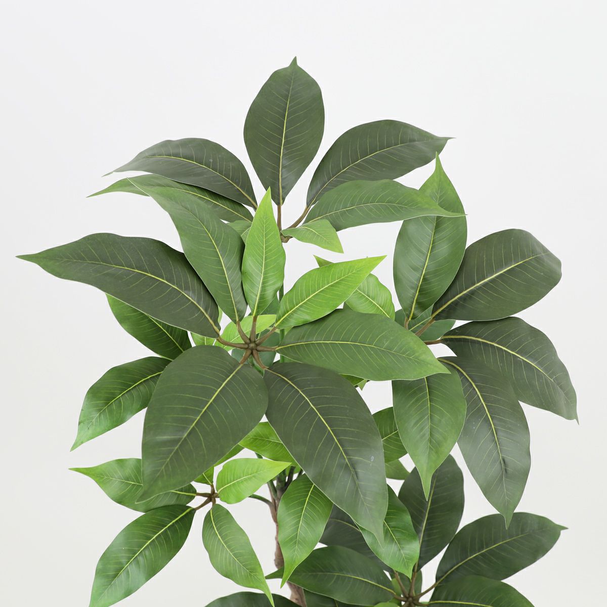 寄せ植え ツピタンサス フェイクグリーン [P-22]