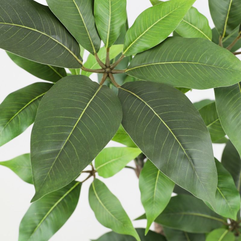 寄せ植え ツピタンサス フェイクグリーン [P-22]