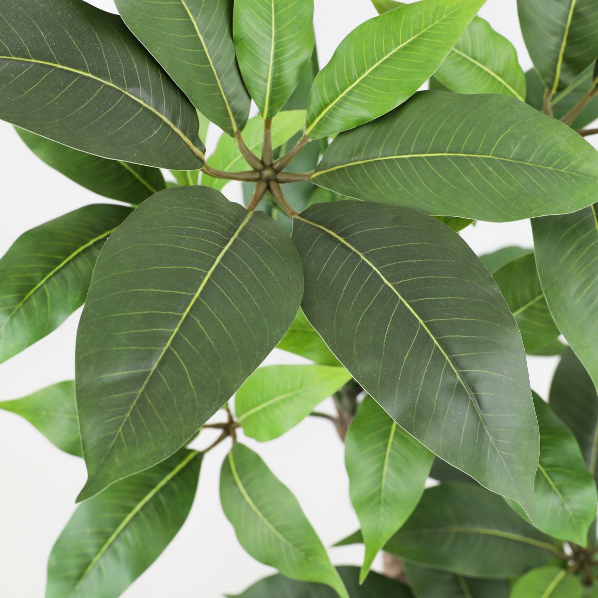 寄せ植え ツピタンサス フェイクグリーン [P-22]