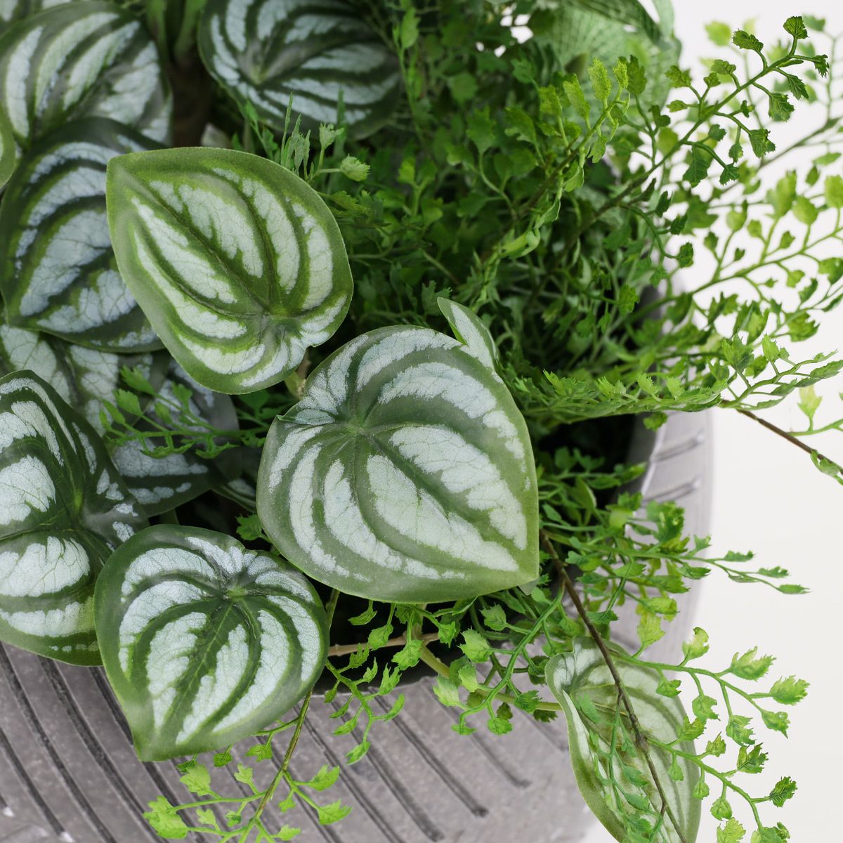 寄せ植え ツピタンサス フェイクグリーン [P-22]