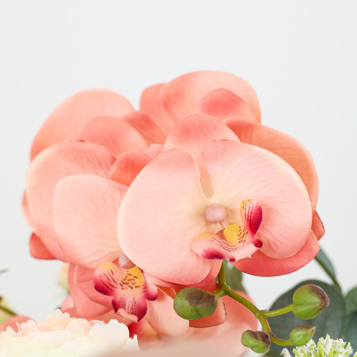 胡蝶蘭 ラナンキュラス アレンジメント [WEB504A]