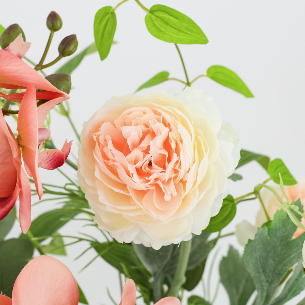 胡蝶蘭 ラナンキュラス アレンジメント [WEB504A]