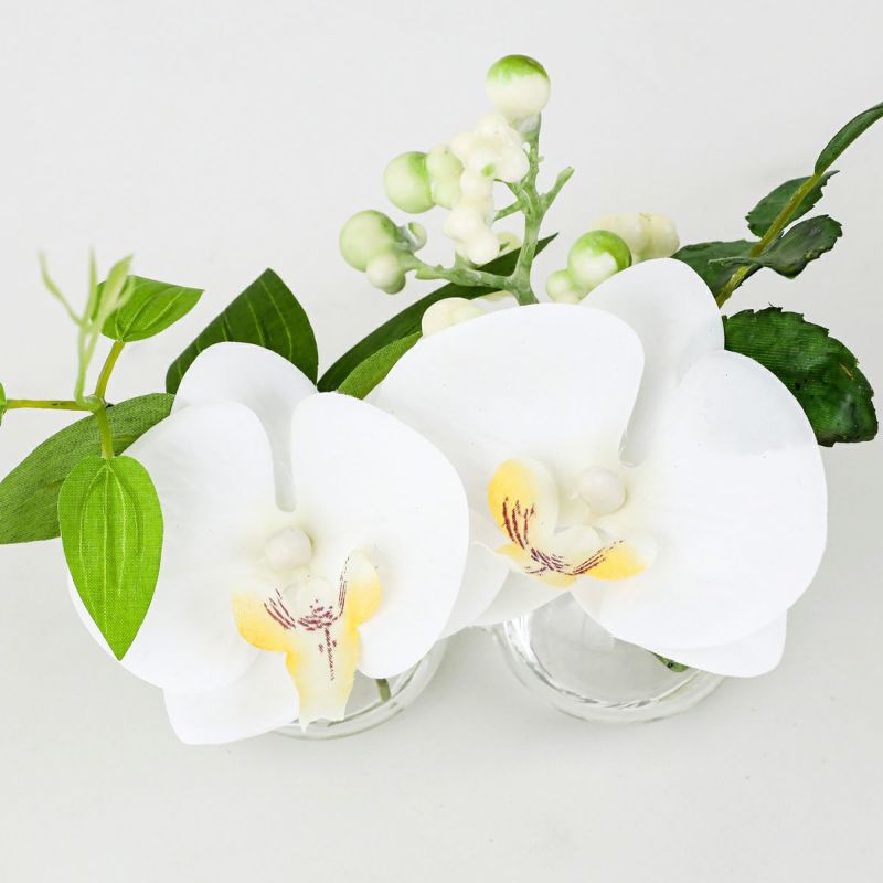 胡蝶蘭 マジックウォーター アレンジメント [01]