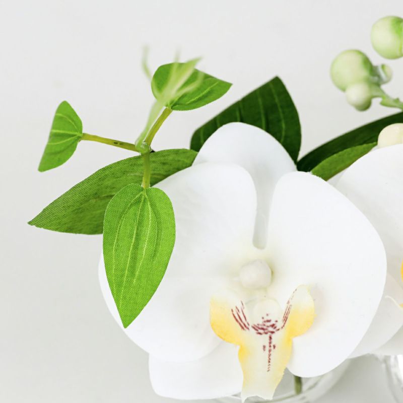 胡蝶蘭 マジックウォーター アレンジメント [01]