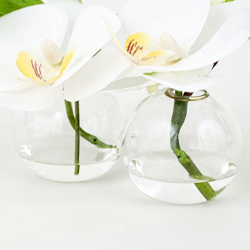 胡蝶蘭 マジックウォーター アレンジメント [01]