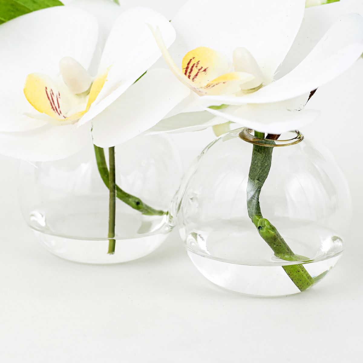 胡蝶蘭 マジックウォーター アレンジメント [01]