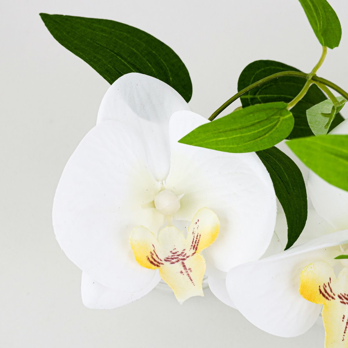 胡蝶蘭 マジックウォーター アレンジメント [02]