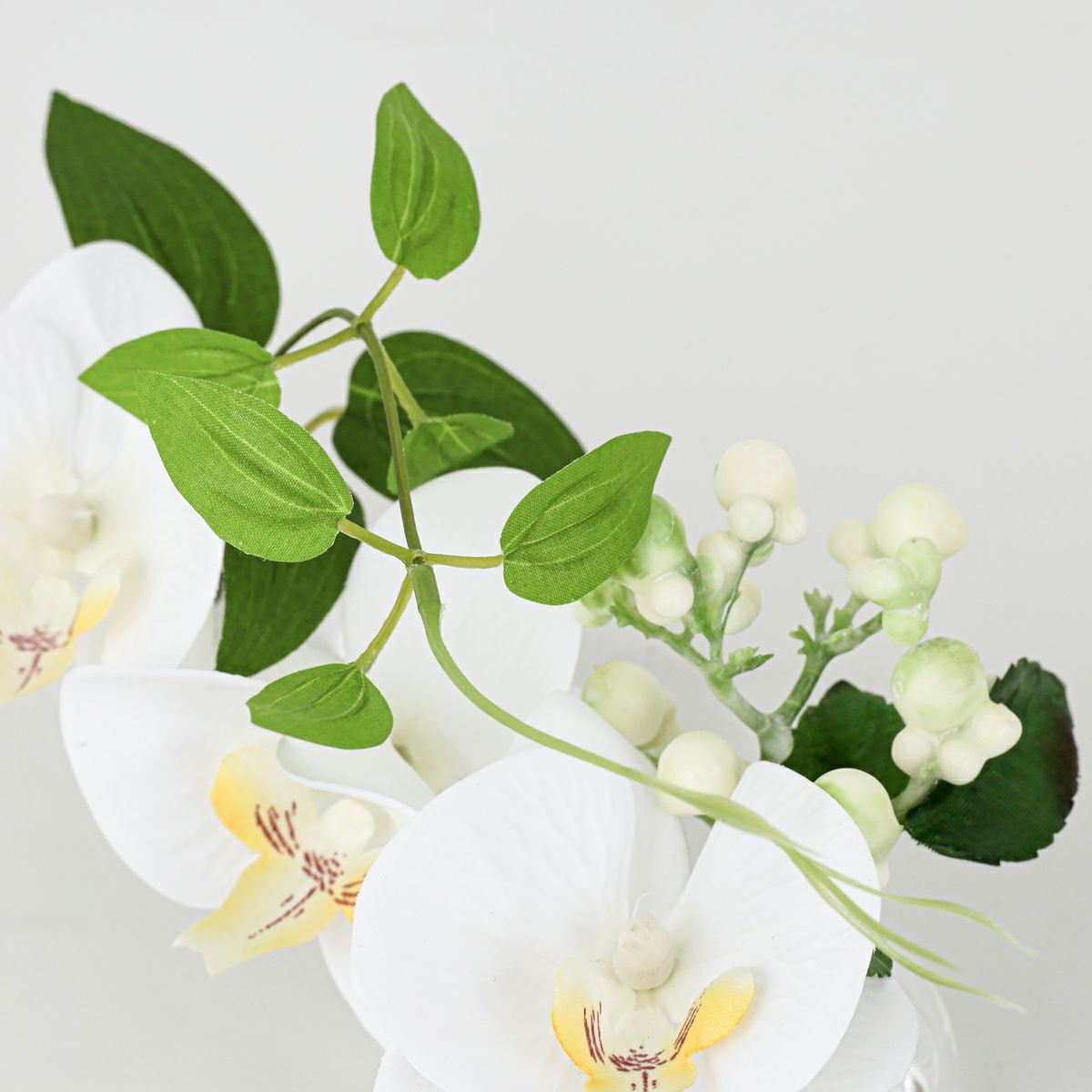 胡蝶蘭 マジックウォーター アレンジメント [02]