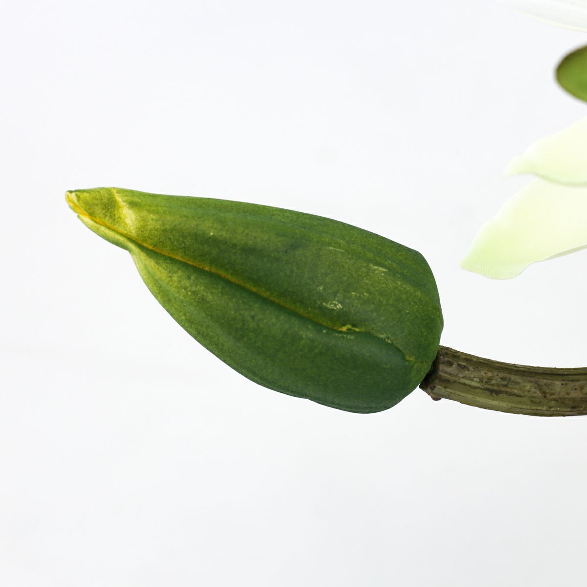 ロータス マジックウォーター アレンジメント [03]