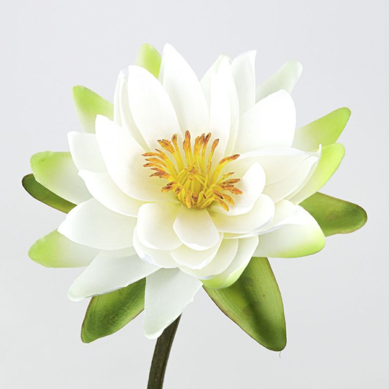 ロータス マジックウォーター アレンジメント [04]