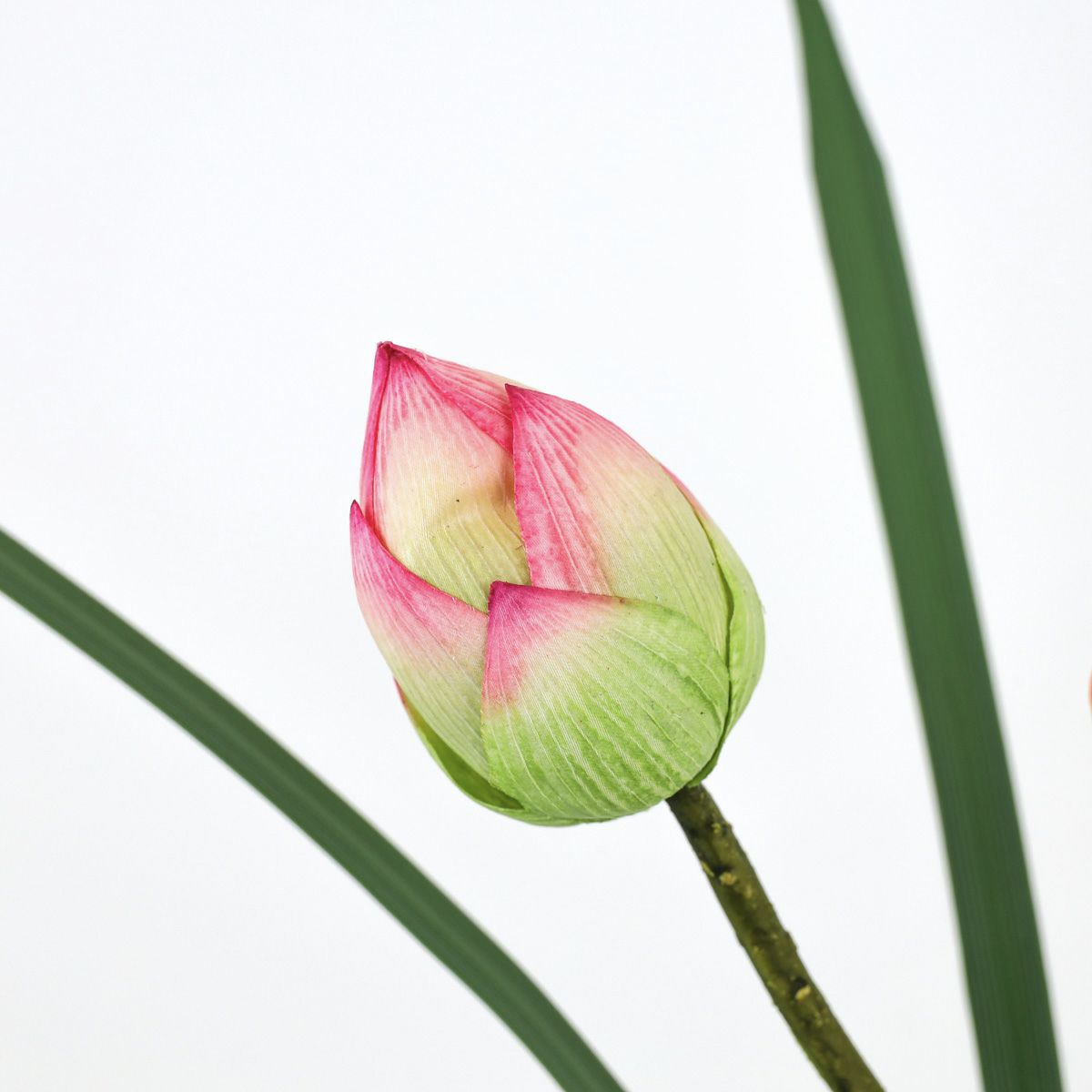 ロータス マジックウォーター アレンジメント [05]