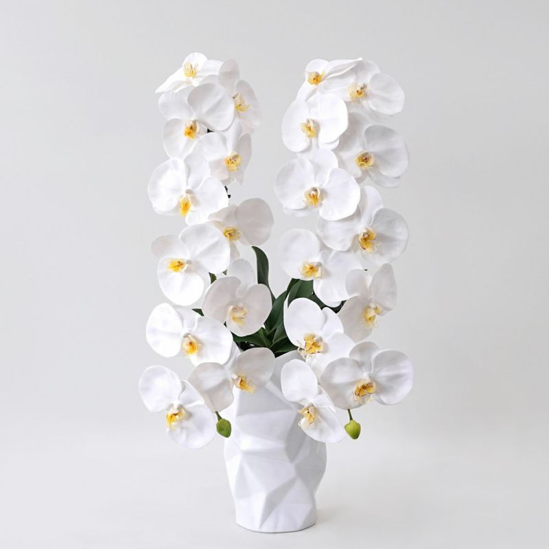 胡蝶蘭 2本立 はくらん[08]