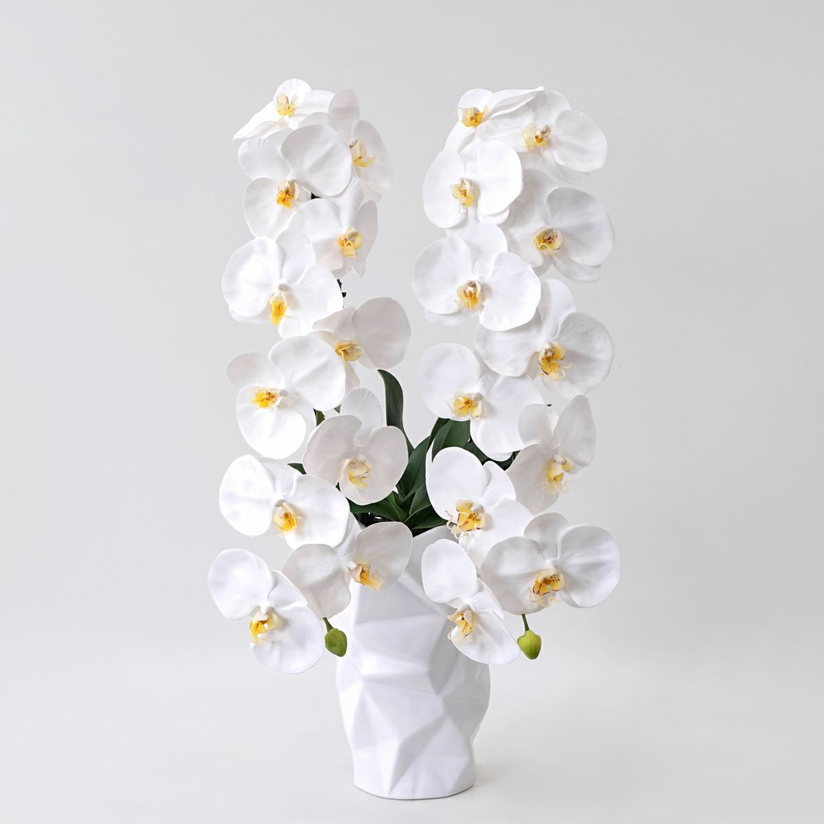 胡蝶蘭 2本立 はくらん[08]