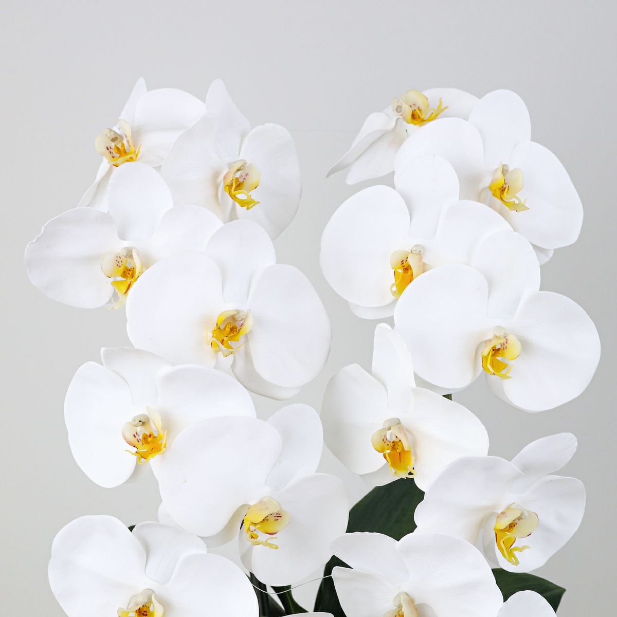 胡蝶蘭 2本立 はくらん[08]