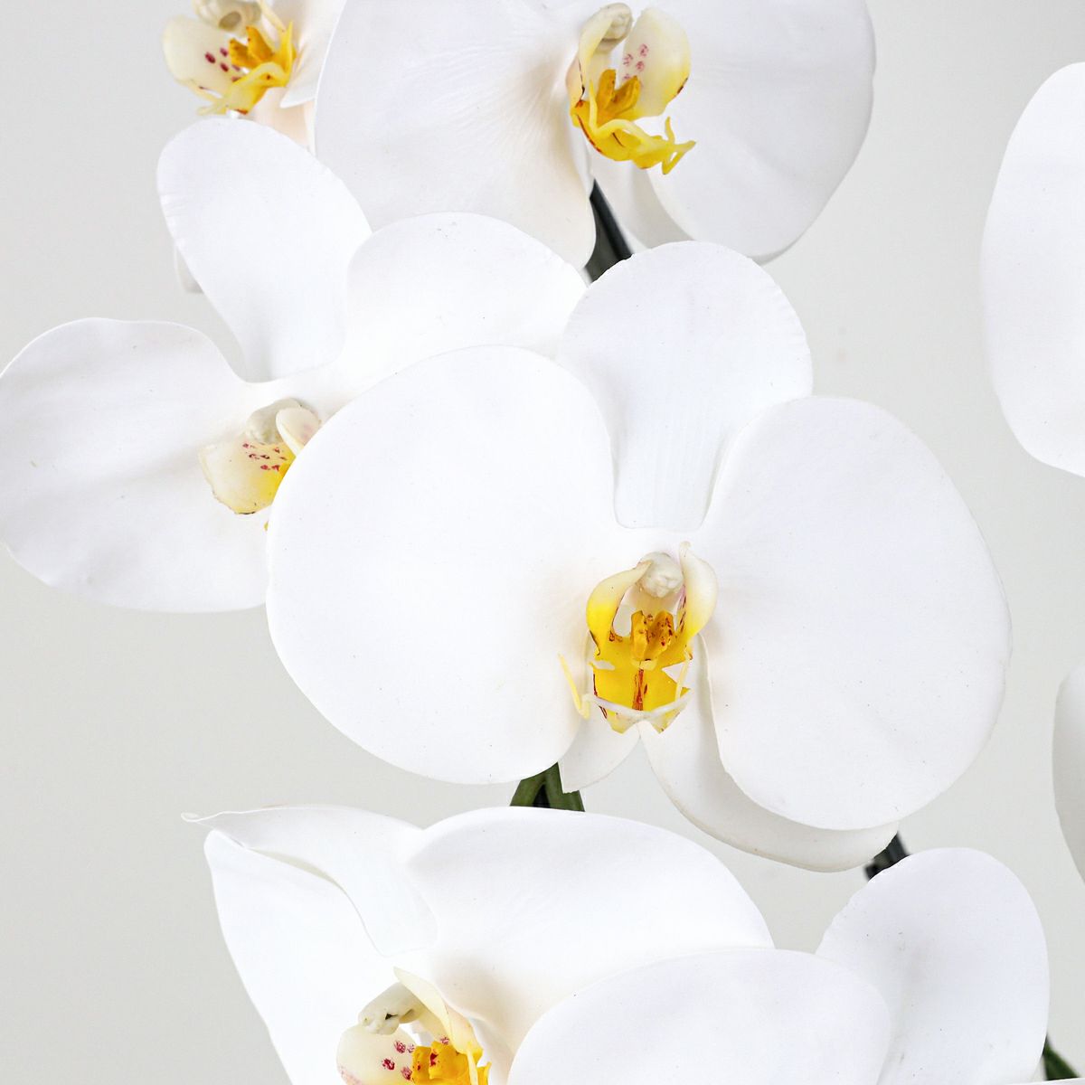 胡蝶蘭 2本立 はくらん[08]