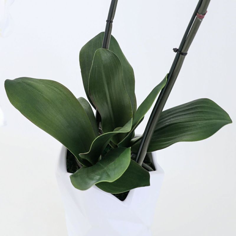 胡蝶蘭 2本立 はくらん[08]